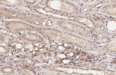 Anti-SLC1A5 antibody [HL1988] used in IHC (Paraffin sections) (IHC-P). GTX637889