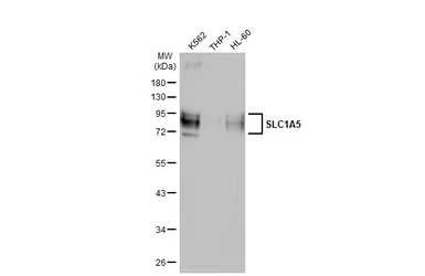 Anti-SLC1A5 antibody [HL1988] used in Western Blot (WB). GTX637889