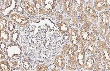 Anti-Alkaline Phosphatase (Tissue Non-Specific) antibody [HL2003] used in IHC (Paraffin sections) (IHC-P). GTX637904
