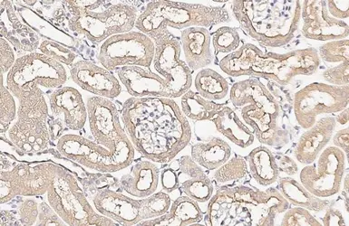 Anti-Alkaline Phosphatase (Tissue Non-Specific) antibody [HL2003] used in IHC (Paraffin sections) (IHC-P). GTX637904