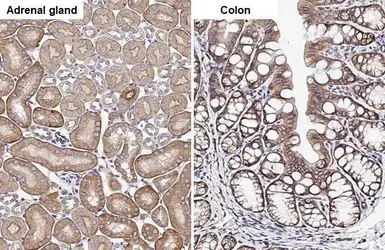 Anti-SIGIRR antibody [HL2007] used in IHC (Paraffin sections) (IHC-P). GTX637908