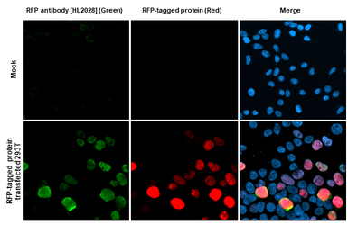 Anti-RFP antibody [HL2028] used in Immunocytochemistry/ Immunofluorescence (ICC/IF). GTX637929
