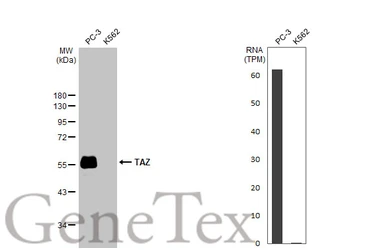 Anti-TAZ antibody [HL2032] used in Western Blot (WB). GTX637933