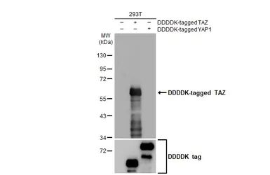 Anti-TAZ antibody [HL2032] used in Western Blot (WB). GTX637933