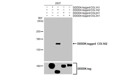 Anti-COL1A2 antibody [HL2049] used in Western Blot (WB). GTX637953
