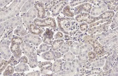 Anti-MX1 antibody [HL2051] used in IHC (Paraffin sections) (IHC-P). GTX637955