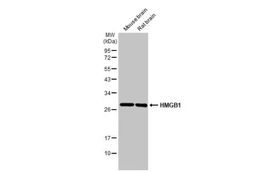 Anti-HMGB1 antibody [HL2059] used in Western Blot (WB). GTX637963