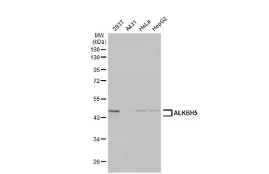 Anti-ALKBH5 antibody [HL2061] used in Western Blot (WB). GTX637965