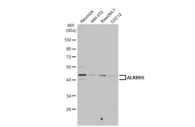 Anti-ALKBH5 antibody [HL2061] used in Western Blot (WB). GTX637965
