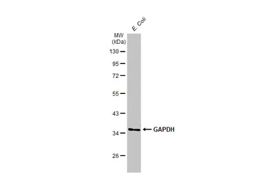 Anti-GAPDH antibody [HL2062] used in Western Blot (WB). GTX637966