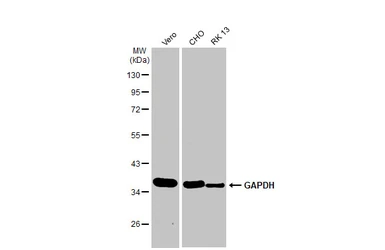 Anti-GAPDH antibody [HL2062] used in Western Blot (WB). GTX637966