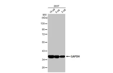 Anti-GAPDH antibody [HL2062] used in Western Blot (WB). GTX637966