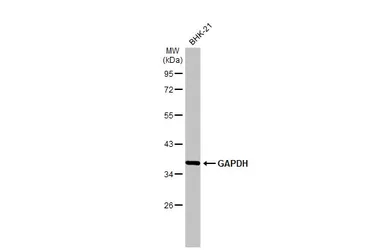Anti-GAPDH antibody [HL2062] used in Western Blot (WB). GTX637966