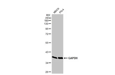 Anti-GAPDH antibody [HL2062] used in Western Blot (WB). GTX637966