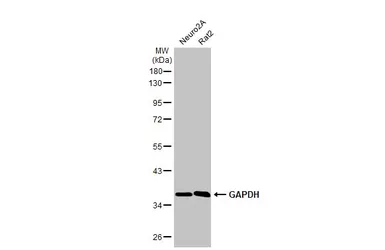 Anti-GAPDH antibody [HL2062] used in Western Blot (WB). GTX637966