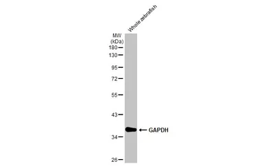 Anti-GAPDH antibody [HL2062] used in Western Blot (WB). GTX637966