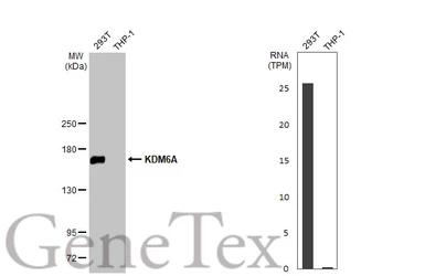 Anti-KDM6A antibody [HL2068] used in Western Blot (WB). GTX637972