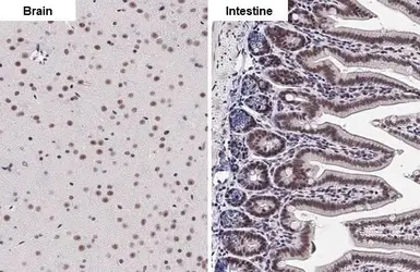 Anti-KDM6A antibody [HL2068] used in IHC (Paraffin sections) (IHC-P). GTX637972