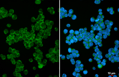 Anti-SHP1 antibody [HL20845] used in Immunocytochemistry/ Immunofluorescence (ICC/IF). GTX637993