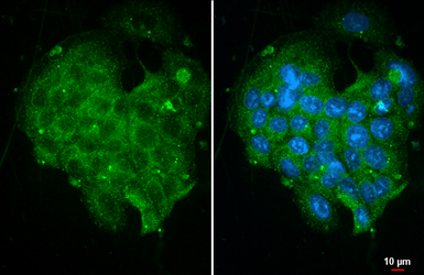 Anti-SHP1 antibody [HL20845] used in Immunocytochemistry/ Immunofluorescence (ICC/IF). GTX637993