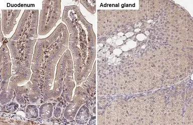 Anti-GNAI3 antibody [HL2096] used in IHC (Paraffin sections) (IHC-P). GTX638004