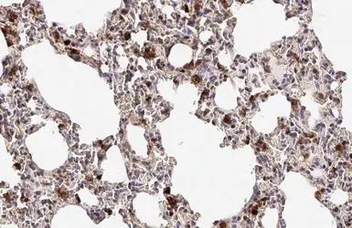 Anti-Annexin A1 antibody [HL2141] used in IHC (Paraffin sections) (IHC-P). GTX638119