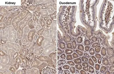 Anti-Annexin A1 antibody [HL2141] used in IHC (Paraffin sections) (IHC-P). GTX638119