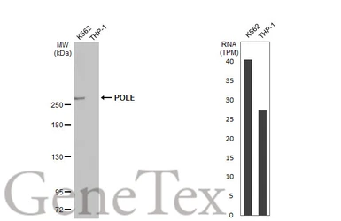 Anti-POLE antibody [HL2150] used in Western Blot (WB). GTX638128