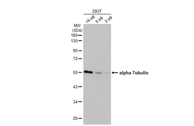 Anti-alpha Tubulin antibody [HL2162] used in Western Blot (WB). GTX638140