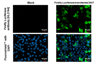 Anti-Firefly Luciferase antibody [HL2164] used in Immunocytochemistry/ Immunofluorescence (ICC/IF). GTX638142
