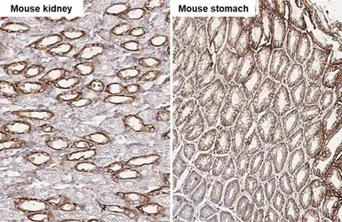 Anti-uPAR antibody [HL2169] used in IHC (Paraffin sections) (IHC-P). GTX638173