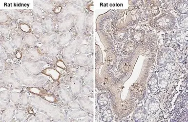 Anti-uPAR antibody [HL2169] used in IHC (Paraffin sections) (IHC-P). GTX638173