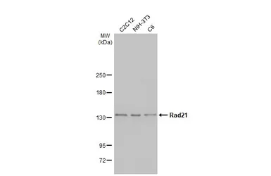Anti-Rad21 antibody [HL2171] used in Western Blot (WB). GTX638175