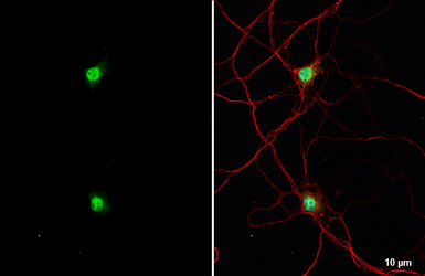 Anti-NeuN antibody [HL2194] used in Immunocytochemistry/ Immunofluorescence (ICC/IF). GTX638198