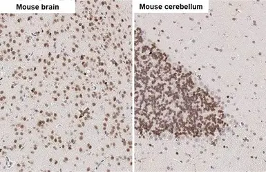 Anti-NeuN antibody [HL2194] used in IHC (Paraffin sections) (IHC-P). GTX638198