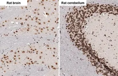 Anti-NeuN antibody [HL2194] used in IHC (Paraffin sections) (IHC-P). GTX638198