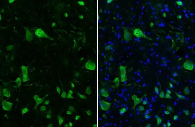 Anti-NeuN antibody [HL2194] used in IHC (Frozen sections) (IHC-Fr). GTX638198
