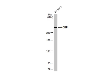 Anti-CBP antibody [HL2197] used in Western Blot (WB). GTX638201