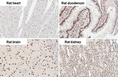 Anti-CBP antibody [HL2197] used in IHC (Paraffin sections) (IHC-P). GTX638201