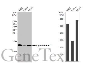 Anti-Cytochrome C antibody [HL2205] used in Western Blot (WB). GTX638209