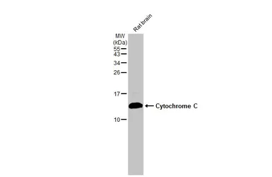 Anti-Cytochrome C antibody [HL2205] used in Western Blot (WB). GTX638209