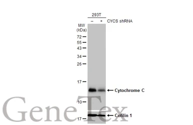 Anti-Cytochrome C antibody [HL2205] used in Western Blot (WB). GTX638209