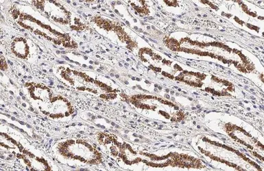 Anti-Cytochrome C antibody [HL2205] used in IHC (Paraffin sections) (IHC-P). GTX638209