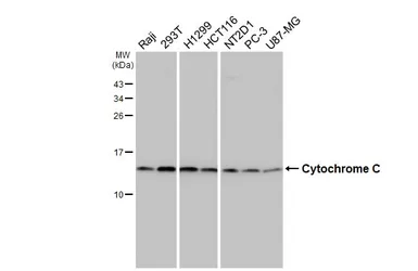 Anti-Cytochrome C antibody [HL2205] used in Western Blot (WB). GTX638209