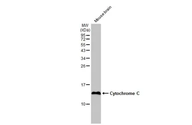 Anti-Cytochrome C antibody [HL2205] used in Western Blot (WB). GTX638209