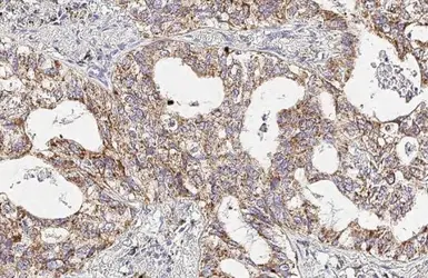 Anti-Cytochrome C antibody [HL2205] used in IHC (Paraffin sections) (IHC-P). GTX638209