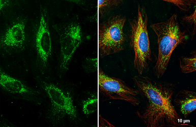 Anti-Cytochrome C antibody [HL2205] used in Immunocytochemistry/ Immunofluorescence (ICC/IF). GTX638209