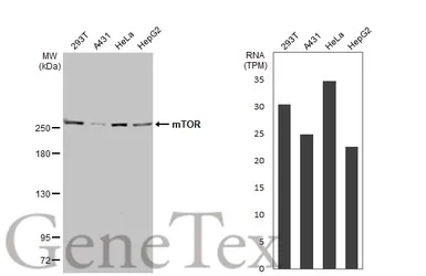 Anti-mTOR antibody [HL2216] used in Western Blot (WB). GTX638220