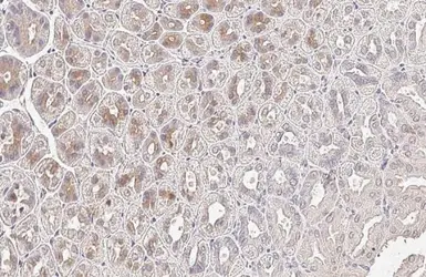 Anti-PAI2 antibody [HL2218] used in IHC (Paraffin sections) (IHC-P). GTX638222