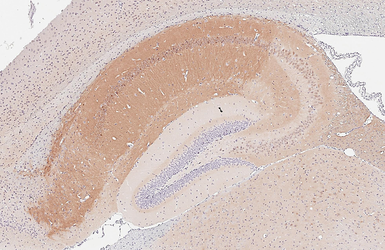 Anti-PKC gamma antibody [HL2226] used in IHC (Paraffin sections) (IHC-P). GTX638271